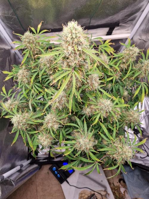 Mango Kush Auto #15 #1. Week 15 - Day 99