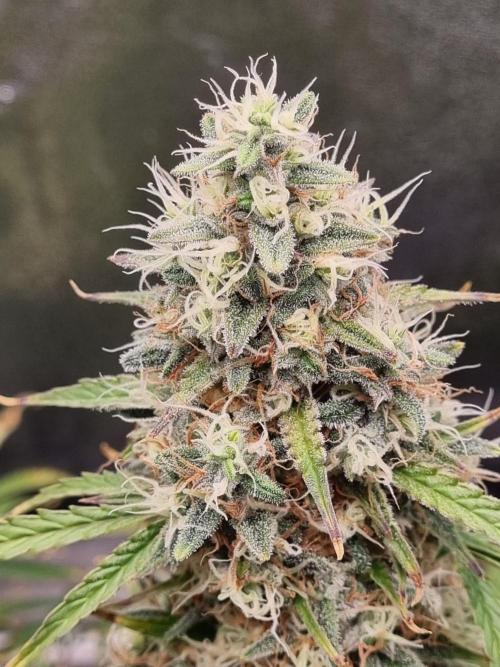Mango Kush Auto #15 #1. Week 15 - Day 99