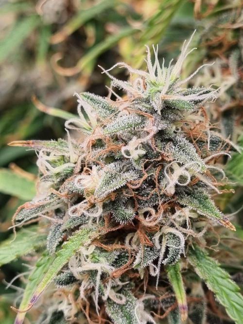 Mango Kush Auto #15 #1. Week 15 - Day 99