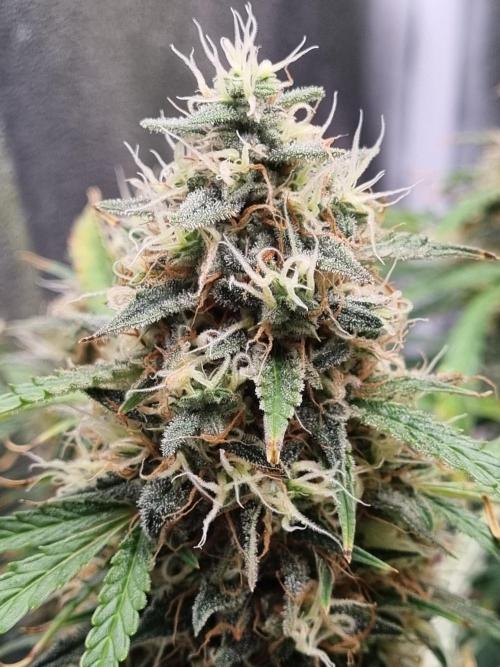 Mango Kush Auto #15 #1. Week 15 - Day 99
