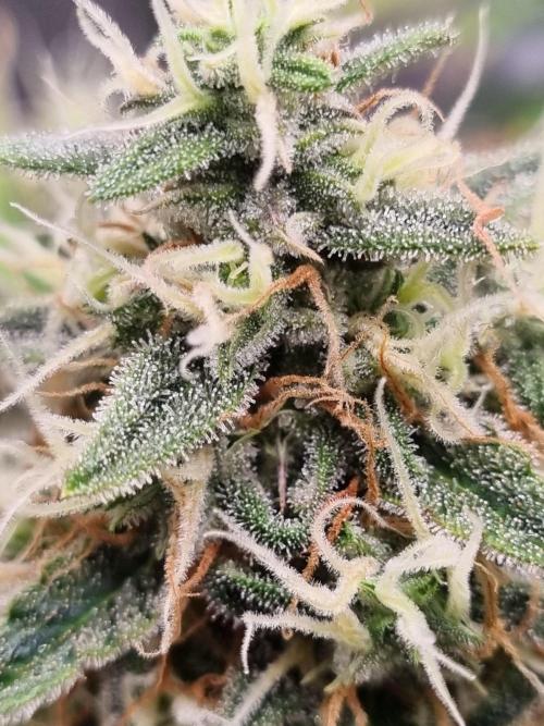 Mango Kush Auto #15 #1. Week 15 - Day 99