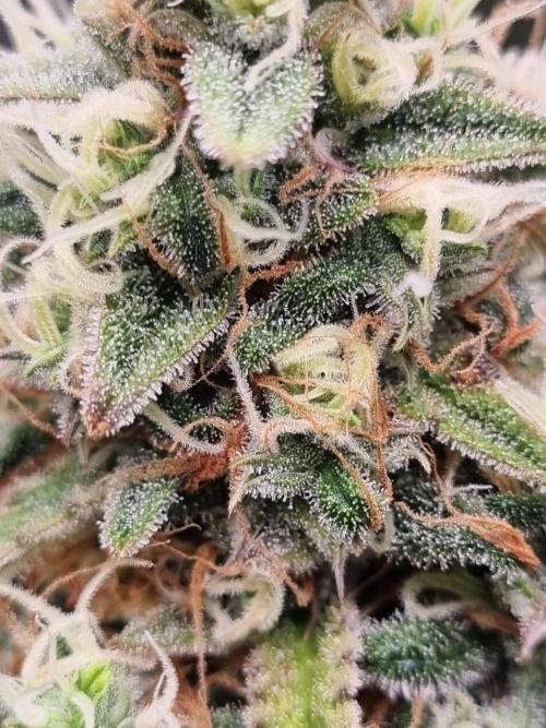 Mango Kush Auto #15 #1. Week 15 - Day 99