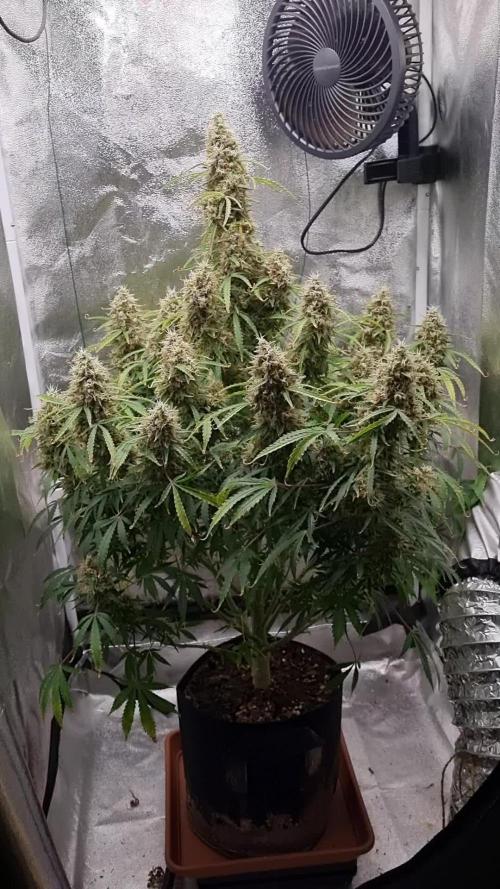 Mango Kush Auto #15 #1