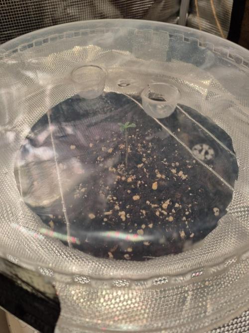 GodFeather OG F1 Auto (First) #17 #02. Week 1