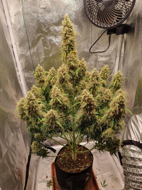 Mango Kush Auto #15 #1. Week 15 - Day 102 defoliated