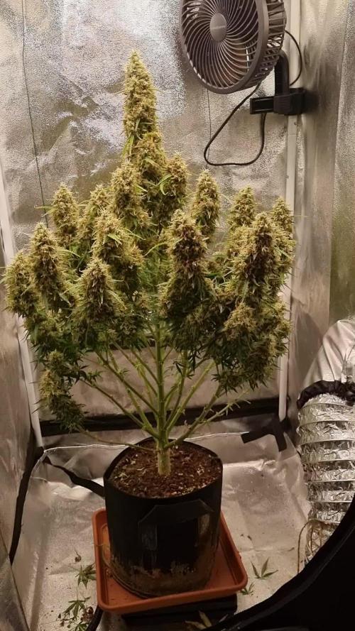 Mango Kush Auto #15 #1