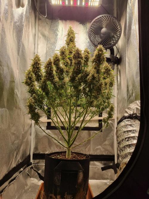 Mango Kush Auto #15 #1. Week 15 - Day 102 defoliated
