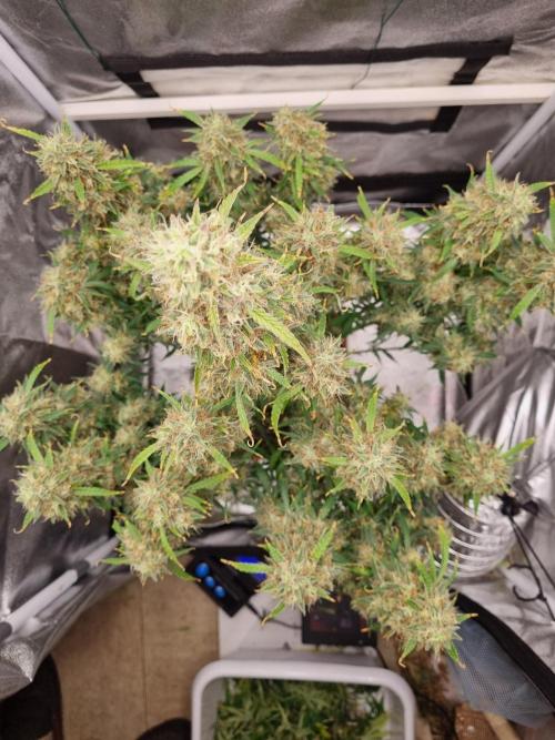Mango Kush Automatic. Week 15