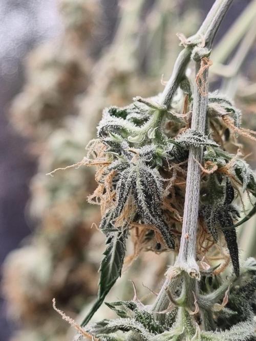 Mango Kush Auto #15 #1. Week 15 - Day 106 (3 days drying)