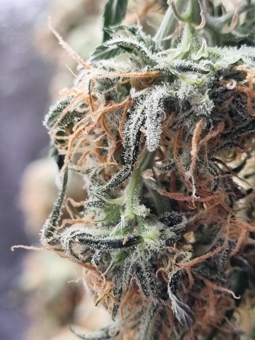 Mango Kush Auto #15 #1. Week 15 - Day 106 (3 days drying)
