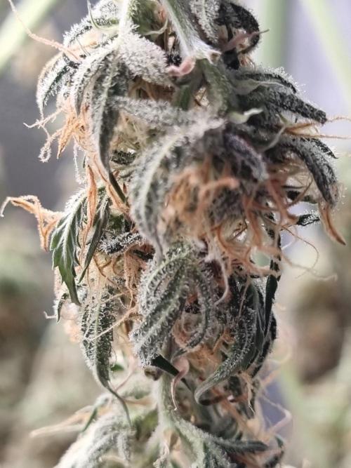 Mango Kush Auto #15 #1. Week 15 - Day 106 (3 days drying)