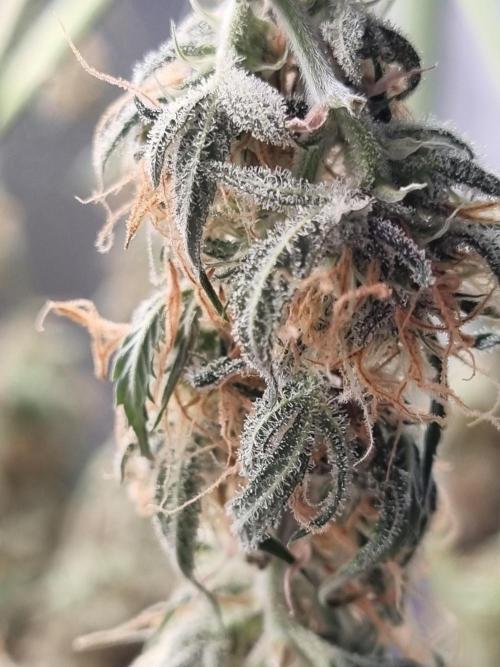 Mango Kush Auto #15 #1. Week 15 - Day 106 (3 days drying)