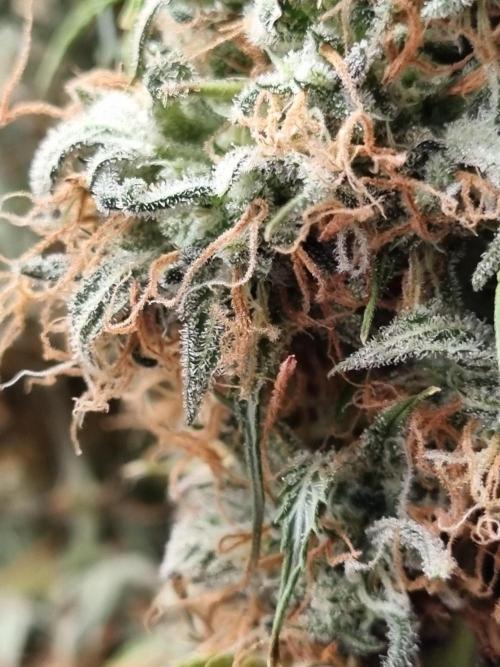 Mango Kush Auto #15 #1. Week 15 - Day 106 (3 days drying)
