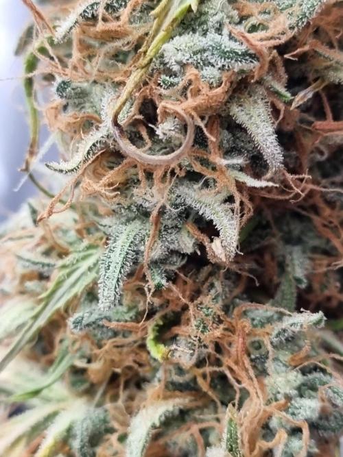 Mango Kush Auto #15 #1. Week 15 - Day 106 (3 days drying)