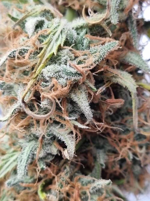 Mango Kush Auto #15 #1. Week 15 - Day 106 (3 days drying)