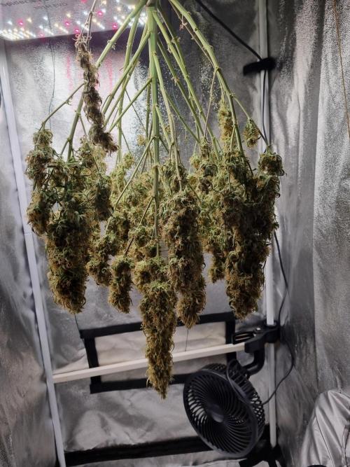 Mango Kush Auto #15 #1. Week 15 - Day 106 (3 days drying)