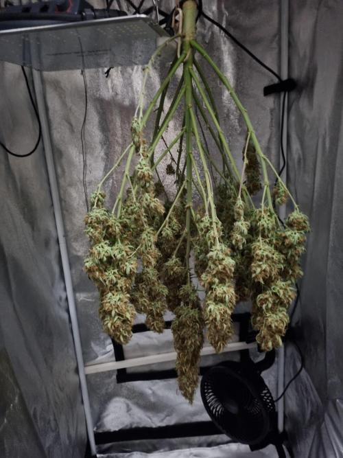 Mango Kush Auto #15 #1. Week 15 - Day 106 (3 days drying)