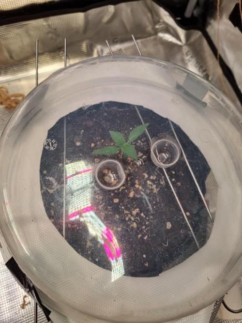 GodFeather OG F1 Auto (First) #17 #02. Week 2 - Day 14 from seed