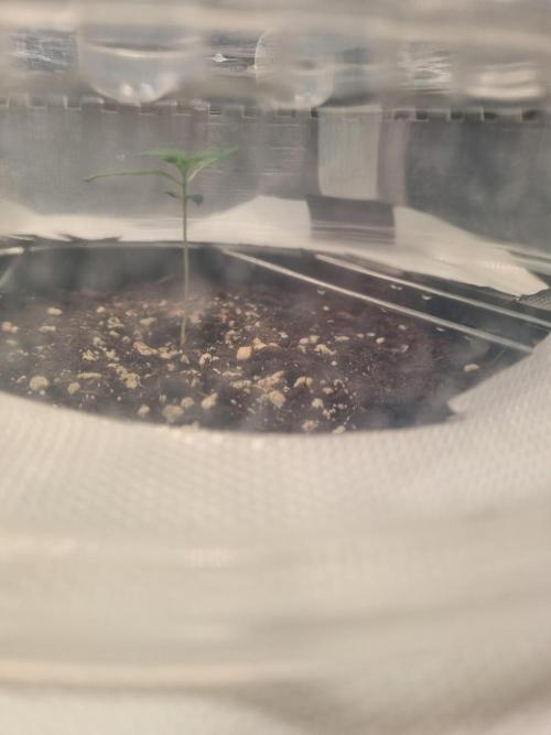 GodFeather OG F1 Auto (First) #17 #02. Week 2 - Day 14 from seed