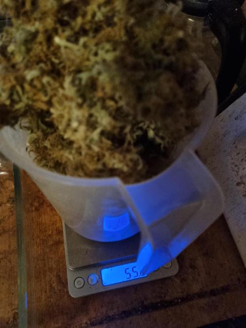 Mango Kush Auto #15 #1. Week 16 - Best Quality