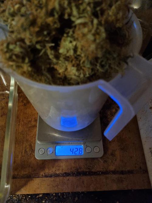 Mango Kush Auto #15 #1. Week 16 - Middle Quality