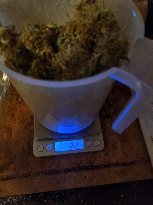 Mango Kush Automatic. Week 16
