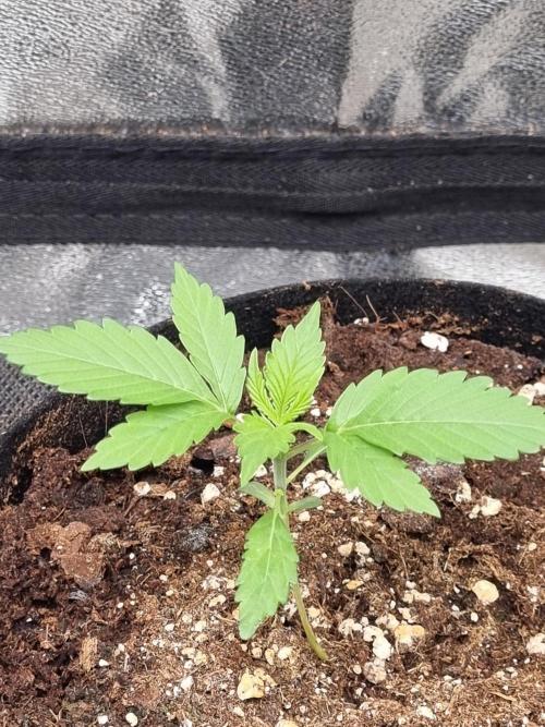GodFeather OG F1 Auto (First) #17 #02. Week 3