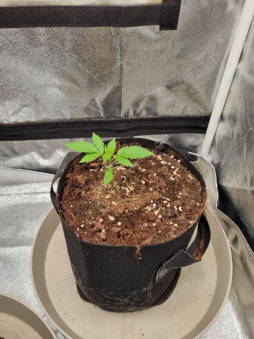 GodFeather OG F1 Auto (First) #17 #02. Week 3