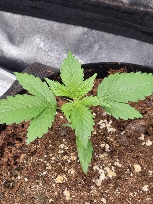 GodFeather OG F1 Auto (First) #17 #02. Week 3