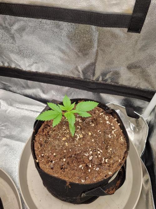 GodFeather OG F1 Auto (First) #17 #02. Week 3