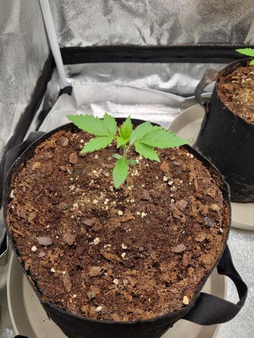 GodFeather OG F1 Auto (First) #16 #01. Week 3