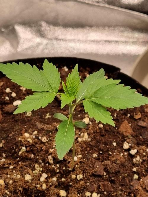 GodFeather OG F1 Auto (First) #16 #01. Week 3