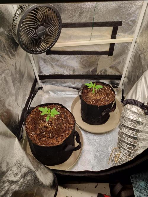 GodFeather OG F1 Auto (First) #16 #01. Week 3