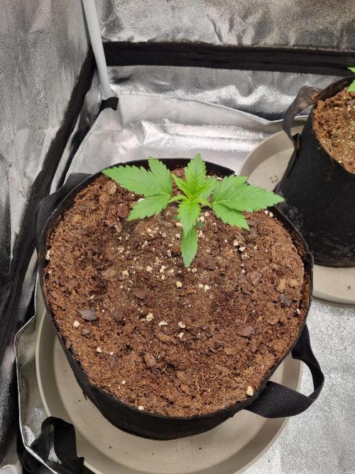 GodFeather OG F1 Auto (First) #16 #01. Week 3