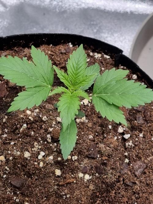 GodFeather OG F1 Auto (First) #16 #01. Week 3