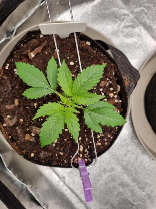 GodFeather OG F1 Auto (First) #17 #02. Week 4