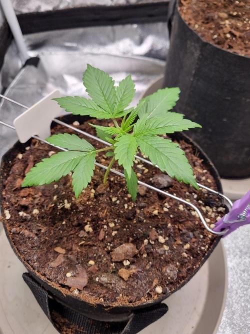 GodFeather OG F1 Auto (First) #17 #02. Week 4
