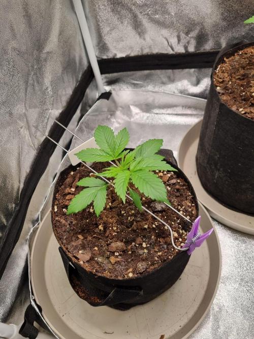 GodFeather OG F1 Auto (First) #17 #02. Week 4