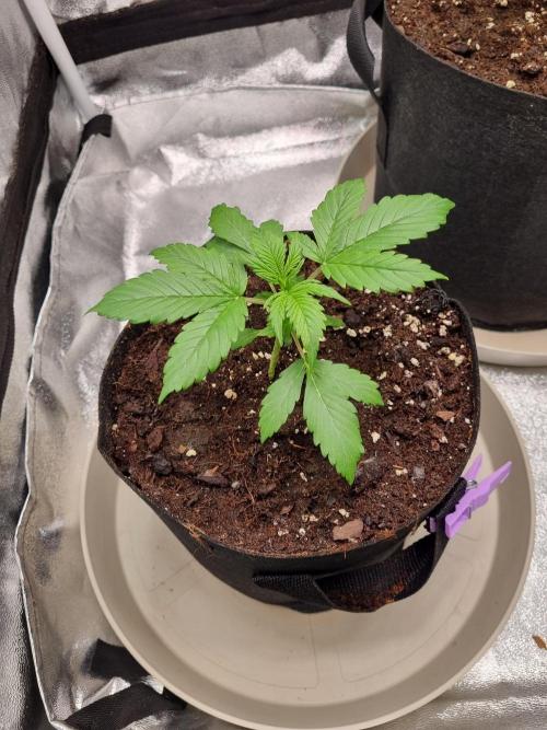 GodFeather OG F1 Auto (First) #17 #02. Week 4