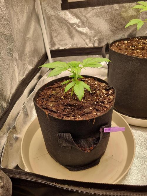 GodFeather OG F1 Auto (First) #17 #02. Week 4