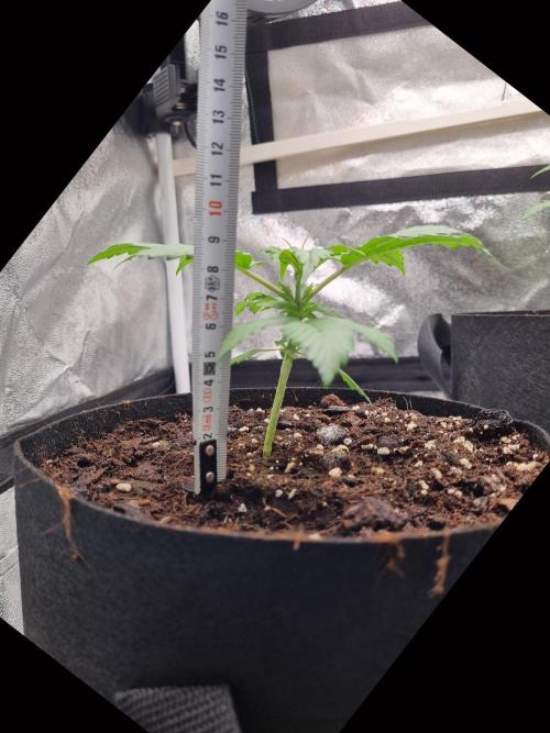 GodFeather OG F1 Auto (First) #17 #02. Week 4
