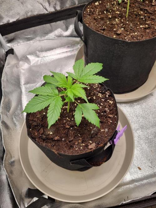 GodFeather OG F1 Auto (First) #17 #02. Week 4