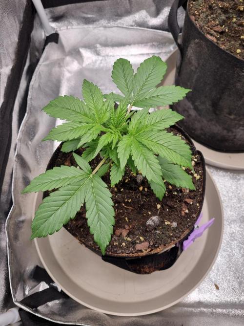GodFeather OG F1 Auto (First) #17 #02. Week 4 - Day 26