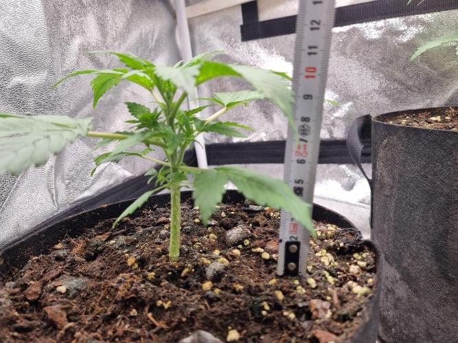 GodFeather OG F1 Auto (First) #17 #02. Week 4 - Day 26