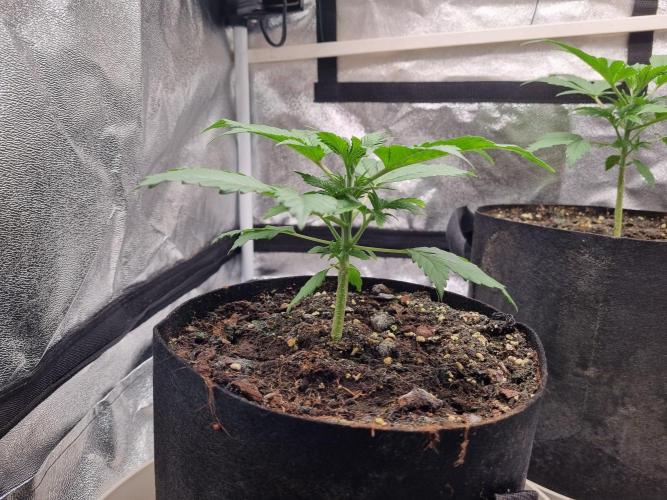 GodFeather OG F1 Auto (First) #17 #02. Week 4 - Day 26 late