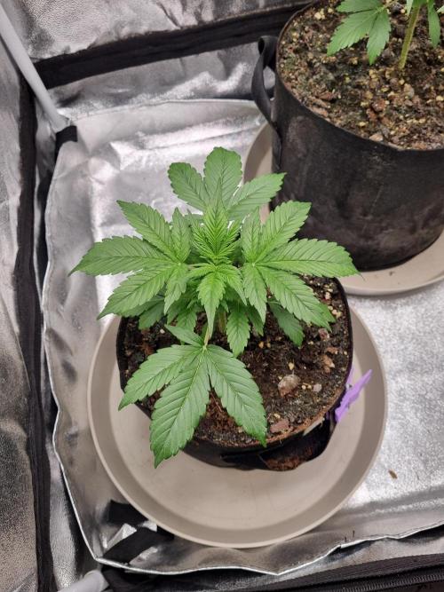 GodFeather OG F1 Auto (First) #17 #02. Week 4 - Day 27 early