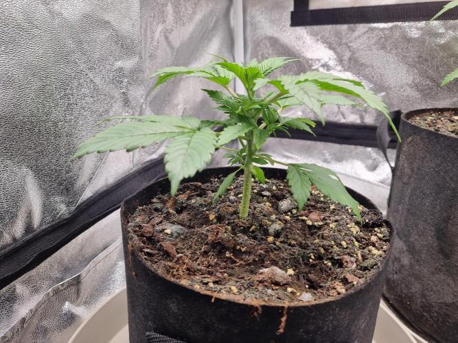GodFeather OG F1 Auto (First) #17 #02. Week 4 - Day 27 early