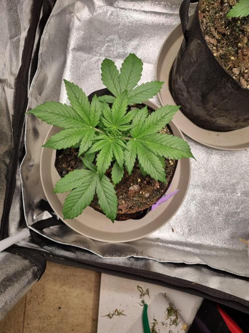 GodFeather OG F1 Auto (First) #17 #02. Week 4 - Day 27 late