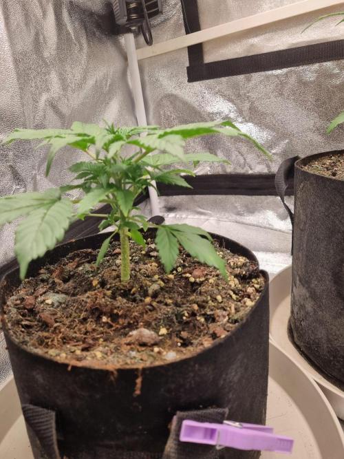 GodFeather OG F1 Auto (First) #17 #02. Week 4 - Day 27 late