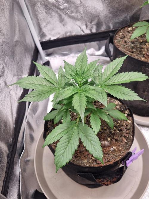 GodFeather OG F1 Auto (First) #17 #02. Week 4 - Day 28 late